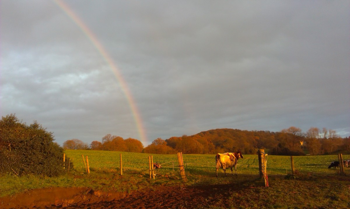Looking up towards Wassell Wood
